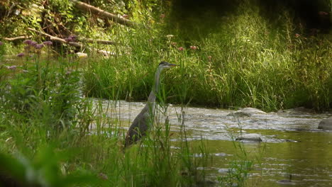Great-Blue-Heron-looks-for-food-while-standing-in-the-water,-stiff-Heron-waiting-patiently