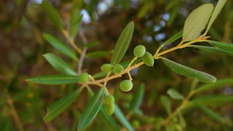 Bunch-of-young-small-olives-on-a-branch-swaying-in-the-wind,-low-angle-shot-with-the-blue-sky-in-the-background-behind-dense-foliage