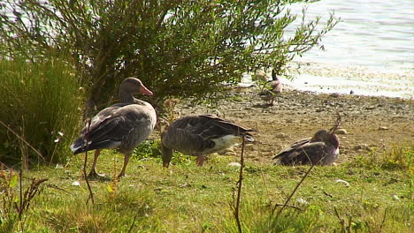 Greylag-geese-standing-on-the-bank-of-a-Rutland-reservoir,-England,-UK