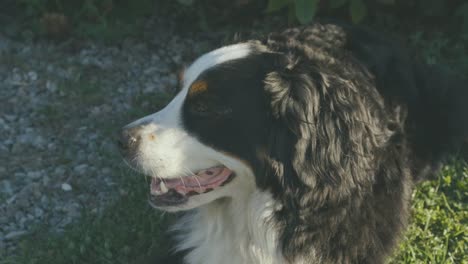 Bernese-Shepherd-dog-looks-around-and-looks-for-his-playmate,-summer-day-in-Italy-slow-motion