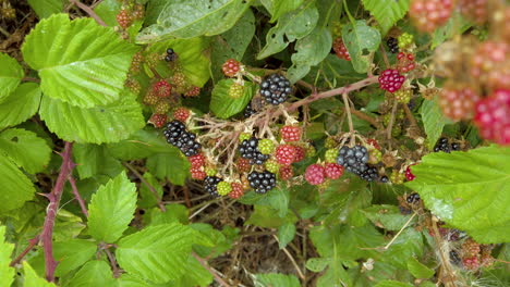 A-clump-of-blackberries-ripening-on-a-prickly-stem-of-a-bramble-bush