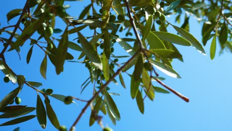 Vertical-view-of-branches-with-young-green-olives-swinging-in-the-wind-with-a-blue-sky-in-the-background