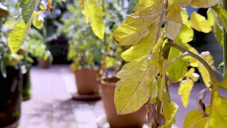 Yellow-leaves-on-Tomato-plant,-tomato-disease