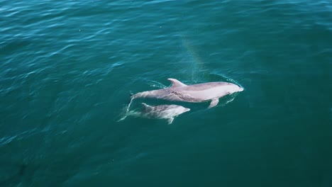 Mother-and-baby-dolphin-swimming-in-deep-blue-waters---delphinus---Aerial-view