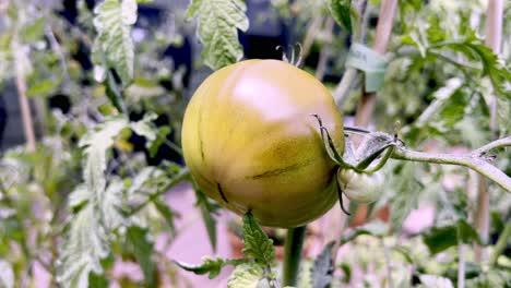 Tomate-Madura,-Planta-Angustiada-En-4k