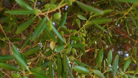 Young-little-olives-on-a-tree-branch-swinging-in-the-breeze,-bottom-shot-with-the-blue-sky-in-the-background-behind-a-strong-foliage