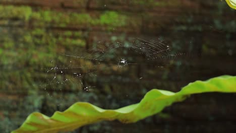 Close-up-of-hanging-spider-web-moving-by-wind,-blurry-background