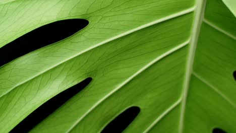 Exotic-Tropical-Plant-With-Huge-Green-Leaf---Monstera-Deliciosa