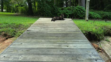 Kitty-sitting-on-a-dock-and-drone-scares-her-as-it-approaches