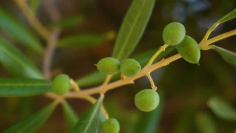 Closeup-of-Ripe-green-small-olive-organic-fruit