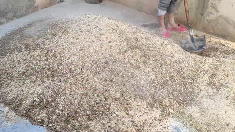 Close-up-shot-of-a-successful-man-farmer-mixing-crushed-ingredients-for-preparing-domestic-animal-feed-with-a-shovel-on-a-cattle-farm