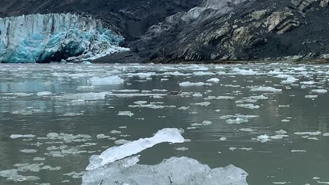 POV-shot-while-kayaking-of-a-Otter-swimming-in-glacier-water,-in-cloudy-Alaska---Lutra-lutra