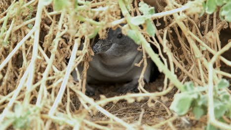 African-penguin-chick-hiding-in-its-burrow-amongst-vegetation