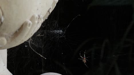 Spider-crawling-around-creating-web,-close-up