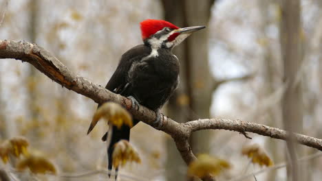 Close-view-of-the-Pileated-Woodpecker-standing-still-on-a-branch,-forest-bird-with-a-red-crest