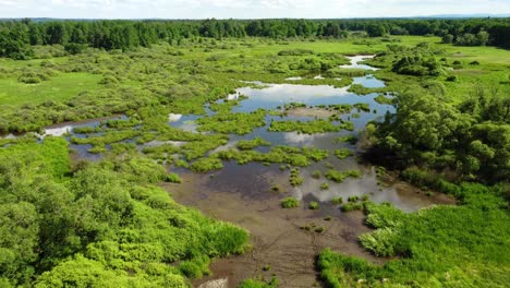 A-rich-wetland-ecosystem-in-a-protected-nature-reserve
