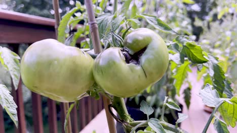 Diseased-tomato-on-vine-in-summer