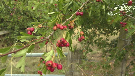 Haws,-Rote-Frucht-Des-Weißdornbaums,-Die-Sich-In-Einem-Englischen-Tor-Im-Wind-Wiegt