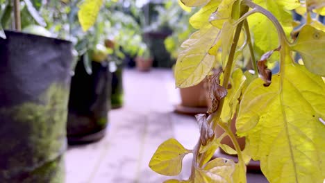 Yellow-leaves-on-sick-tomato-plant