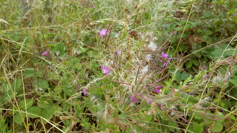 Rosebay-Willow-herb-growing-on-a-grass-verge-in-the-English-countryside-and-seed-pods