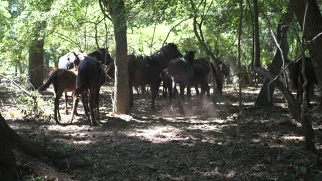 Magical-forest-with-beautiful-wild-horses