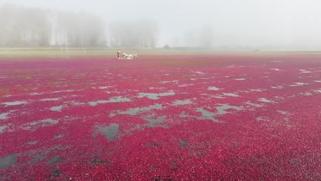 Ripe-Cranberries-yield-floating-during-wet-harvest-at-fall-season,-USA