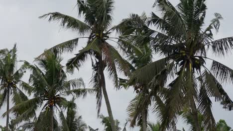Palm-leaves-on-the-tree-moving-by-wind-on-a-cloudy-day