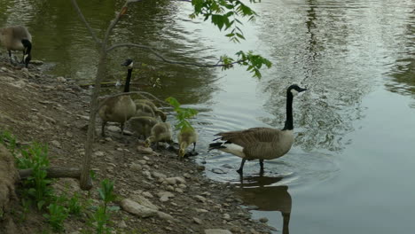Sinking-feet-deep-at-Algonquin-park-teaching-ducklings