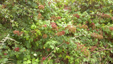 Unripe-red-blackberries-growing-on-a-bramble-hedge