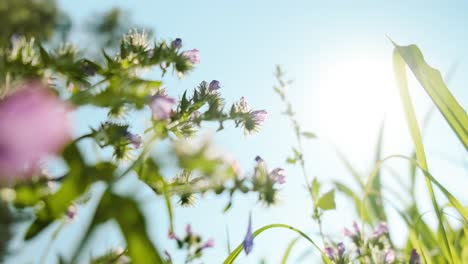 Sunbeam-directly-illuminated-Wildflowers-swaying-in-the-wind-against-blue-sky,-Close-up
