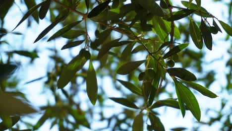 Small-young-olives-on-a-tree-branch-swaying-in-the-wind,-low-angle-shot-with-the-blue-sky-in-the-background-behind-the-foliage
