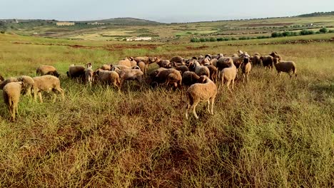 Herd-of-rams-with-big-horns-grazing-herb-and-playing-in-the-meadows,-preparing-for-will-be-selling-in-the-Islamic-religion-party-eid-al-Adha