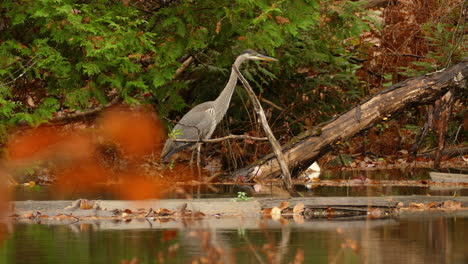 Stately-great-blue-heron-in-forest-stream-poised-to-ambush-its-prey