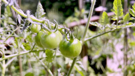 Small-tomato-green-on-the-vine