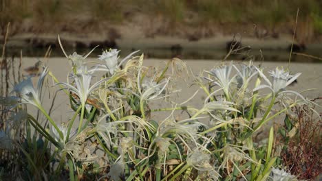 Row-of-sea-daffodil-flowers-at-sunny-morning,-Pancratium-maritimum-with-blurred-ducks-walking-in-the-background
