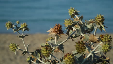 Close-up-of-sea-holly-at-sunny-morning,-eryngium-maritimum,-growing-near-a-beach