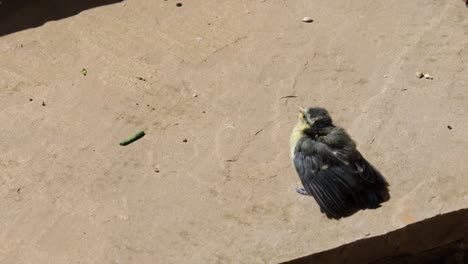 A-baby-Blue-Tit-shaking-on-a-paving-slab-as-the-parent-arrives-and-feeds-the-baby