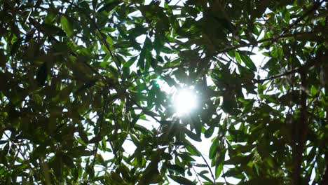 Powerful-midday-sunlight-sparkling-through-the-branches-of-an-olive-tree