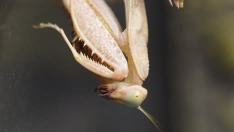 Head-of-a-praying-mantis,-predator-of-tropical-countries,-head-upside-down