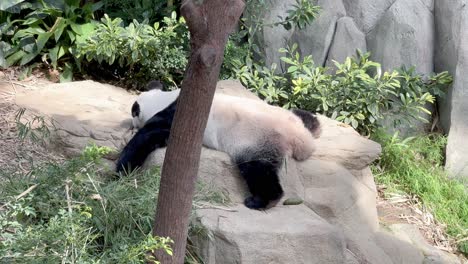 Giant-panda,-ailuropoda-melanoleuca,-taking-an-afternoon-nap,-sleeping-on-the-belly,-moving-to-have-the-best-position-at-Singapore-zoo,-Mandai-wildlife-reserve,-Southeast-Asia