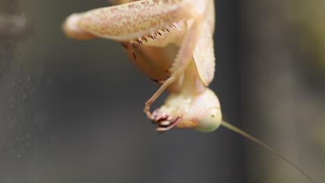 Head-view-of-a-praying-mantis,-an-exotic-predatory-brown-insect,-she-cleans-a-leg-with-her-mandibles