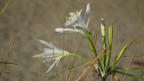 Two-flowers-of-the-sea-daffodil-swaying-slowly-in-the-morning-wind,-Pancratium-maritimum-with-a-golden-blurred-sandy-beach-in-the-background