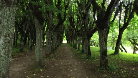 Spooky-forest-pathway-near-Katvari-Manor-in-Latvia,-dolly-forward