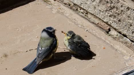 An-adult-Blue-Tit-bird-feeding-its-young,-newborn-hatchling