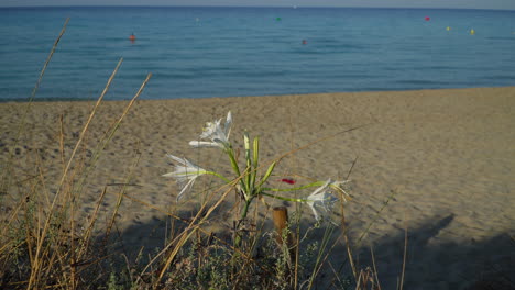 Nice-flowers-of-the-sea-daffodil-along-the-beach,-Pancratium-maritimum-with-a-blurred-tourist-heads-swimming-in-the-background