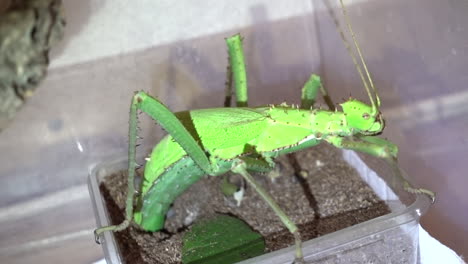 A-female-stick-insect-lays-an-egg-by-inserting-it-into-a-container-of-soil-in-a-terrarium
