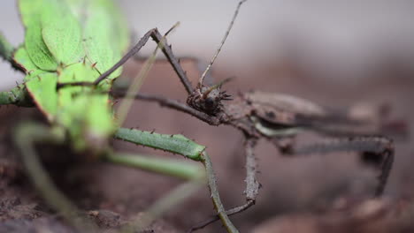 Two-green-and-brown-adult-stick-insects,-one-male-and-one-female,-rest-on-a-branch-in-a-terrarium,-tropical-species