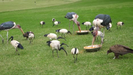 Ibis-Sagrado-Africano-Y-Alimentación-De-Cigüeñas-Marubou