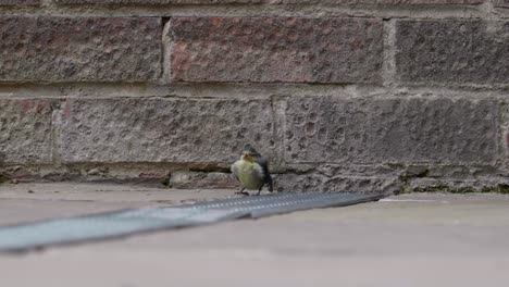A-young-baby-Blue-Tit-bird-on-a-patio-looking-around-and-chirping