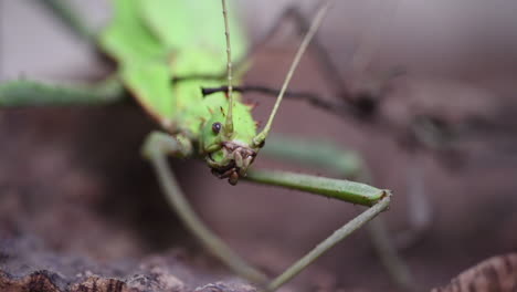 Head-of-a-female-green-stick-insect-with-growths,-she-is-resting-on-a-branch-in-a-terrarium,-Heteropterix-dilatata